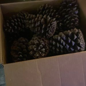 Pinecones